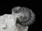 Sweet Hollardops & Austerops Trilobite Association #40139-7